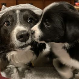Border Collie Puppies from Trailblazer Border Collies