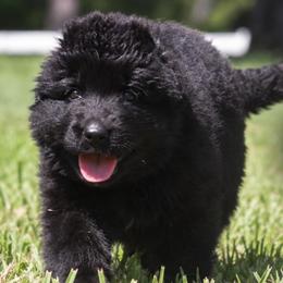 Ariel - Black female German Shepherd puppy in Canton, Texas from WILDWOOD GERMAN SHEPHERDS