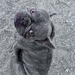 sparky - French Bulldog