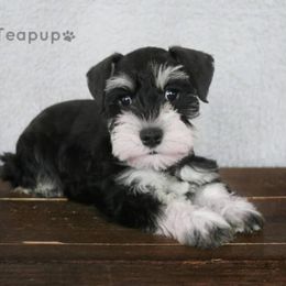 Miniature Schnauzer Puppies from Halo Schnauzer