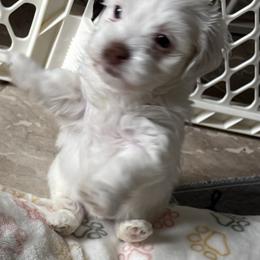 Cream with red - Cream female Havanese puppy in East Lansing, Michigan from VanCort's Happy Havanese
