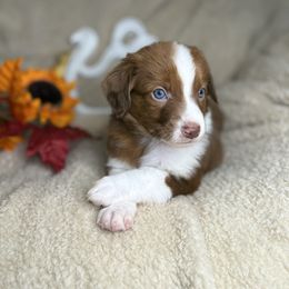 Noel - Brown and white female Aussiedoodle puppy in Lookout, California from Remington Kennels, LLC
