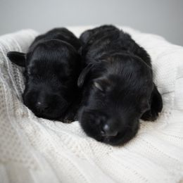 Pepper Salt Female 2 - Pepper and salt female Giant Schnauzer puppy in St George, Utah from Schnauzer Ranch