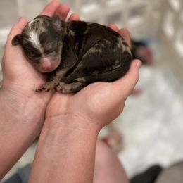 Aussiedoodle Puppies from Home Grown Doodles