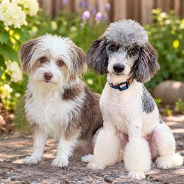 Aussiedoodle puppies from North Idaho Miniature Aussiedoodles