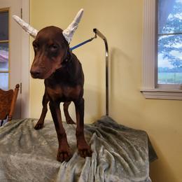 Fergus - Red and rust male Doberman Pinscher puppy in Clinton, Arkansas from Shakarri Irish Setters