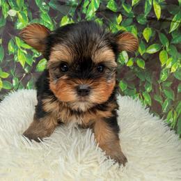 Marco - Black and tan male Yorkshire Terrier puppy in Jacksonville, Florida from TLJ Choco Yorkie Love