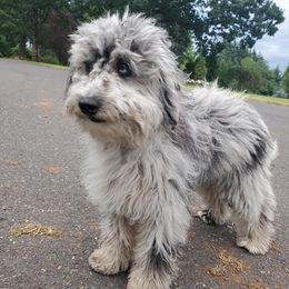 Aussiedoodles from Mystic Meadows