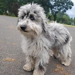 Aussiedoodles from Mystic Meadows