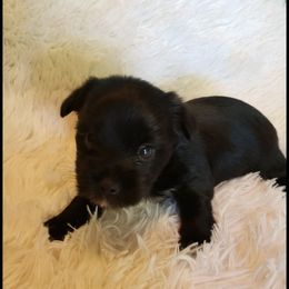 Boy 1 - Black and gold male Yorkshire Terrier puppy in Marion Station, Maryland from Anna's Yorkie Treasures