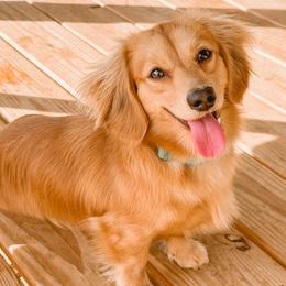 Duke - Dachshund