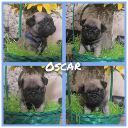 Oscar - Fawn male Pug puppy in Winter Haven, Florida from Lisa's Pugalicious Pugs