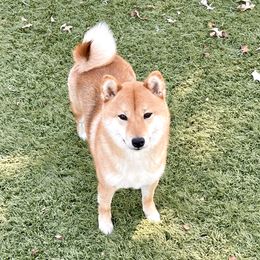Chloe - Shiba Inu