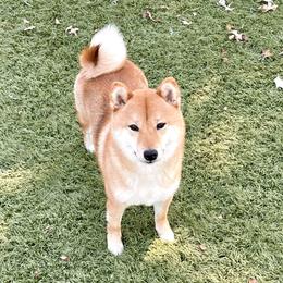 Chloe - Shiba Inu