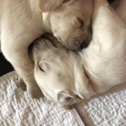 Labrador Retriever Puppies from Rim Country Labradors