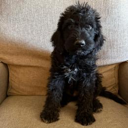 Spirit Black boy - Black male Labradoodle puppy in Churchill County Fallon, Nevada from Card Family Ranch
