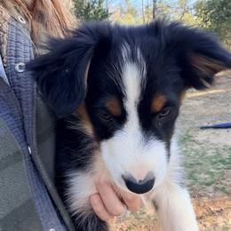 Blue - Black tri-color male Australian Shepherd puppy in Grand Saline, Texas from Murphy Ranch Australian Shepherds