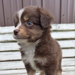 Chili - Red tri male Toy Australian Shepherd puppy in Licking, Missouri from Burnett Aussies