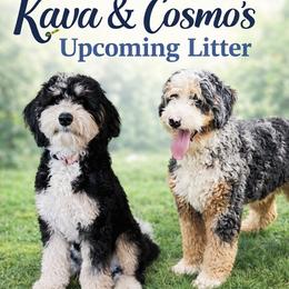 Bernedoodle puppies from KN Mini Goldendoodles