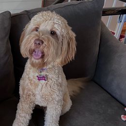 Gretta - Australian Labradoodle