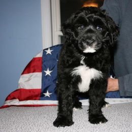 Portuguese Water Dog Puppies from Saltydawg PWDs