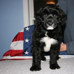 Portuguese Water Dog Puppies from Saltydawg PWDs