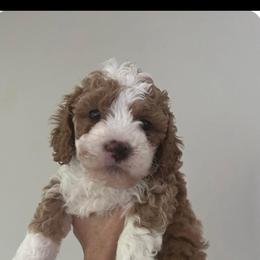 Cavapoo puppies from Christianna’s Mini Goldendoodles