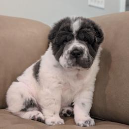 Bupropion - Blue male Chinese Shar-Pei puppy in Clarksville, Tennessee from Wrinkle Bum Shar-Pei