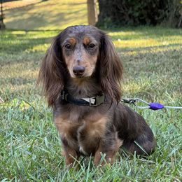 Paige - Dachshund
