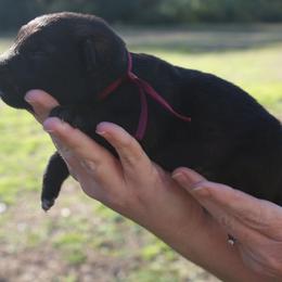 Paige - Sable female German Shepherd puppy in Ratcliff, Arkansas from Ridgeline Shepherds