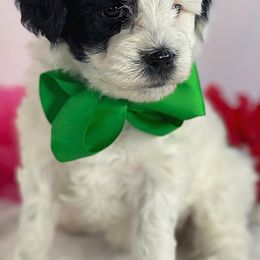 Australian Labradoodle Puppies from Happy Tails Labradoodles