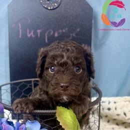 Purpose - Chocolate female Labradoodle puppy in Bowman, Georgia from Companion Creek Farm