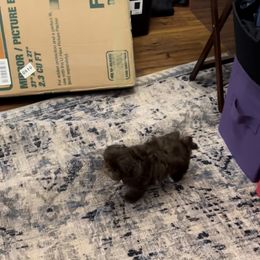 Bernedoodle, Goldendoodle, and Shih Tzu Puppies from TrueLine kennels