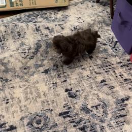 Bernedoodle, Goldendoodle, and Shih Tzu Puppies from TrueLine kennels