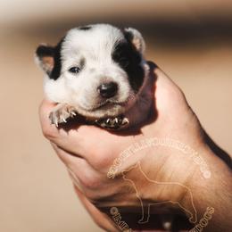 Aragorn (AKC) - Blue male Australian Cattle Dog puppy in Marana, Arizona from Impact 3rd Australian Cattle Dogs