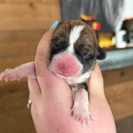 Gabby - Sable female Pembroke Welsh Corgi puppy in Anderson, California from Flying K Corgis