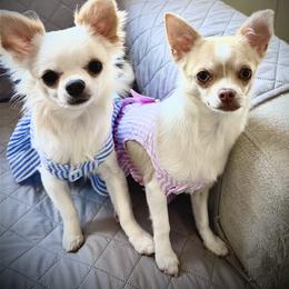 Chihuahua Puppies from Keljim's Chihuahuas