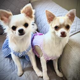 Chihuahua Puppies from Keljim's Chihuahuas