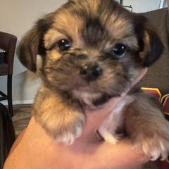 Shih Tzu, Shorkie, and Yorkshire Terrier Puppies from Great Mates