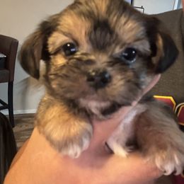 Shih Tzu, Shorkie, and Yorkshire Terrier Puppies from Great Mates