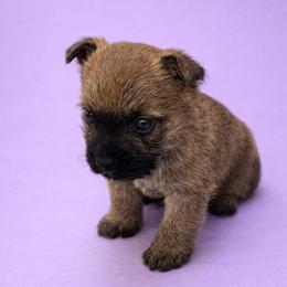 Purple girl - Red wheaten female Cairn Terrier puppy in Shell Knob, Missouri from Stoneridge Kennel
