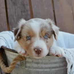 Australian Shepherd Puppies from Huckleberry Hill Aussies LLC.