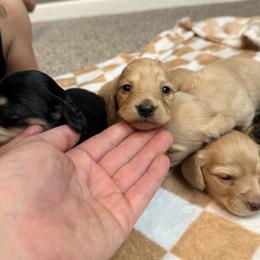 Girl 2 - Cream female Dachshund puppy in Stamford, Texas from West Texas Miniature Dachshunds