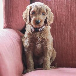 Edith - Red  female Goldendoodle puppy in College Station, Texas from Em & El Doodles