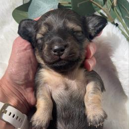 Shaded Cream - Cream male Dachshund puppy in Nampa, Idaho from Long_and_Low_Dachshunds