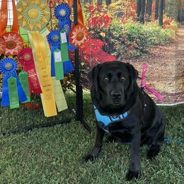 Jade - Labrador Retriever
