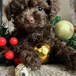 Maltipoo and Poodle Puppies from Little Toy Poodles