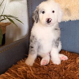Wrangler - Blue merle and white male Sheepadoodle puppy in Vernonia, Oregon from Life Unleashed Farm
