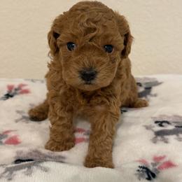 Delilah - Apricot female Poodle puppy in Azle, Texas from Texas Kissed K9s