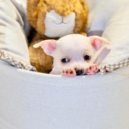 Rosie - Cream and white female Chihuahua puppy in Oviedo, Florida from ROYALCHIHUAHUAPUPPY
